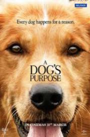 a dogs purpose torrent